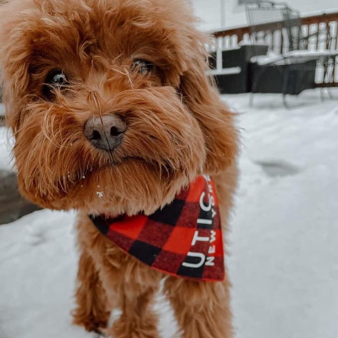 Utica Plaid Dog Bandana